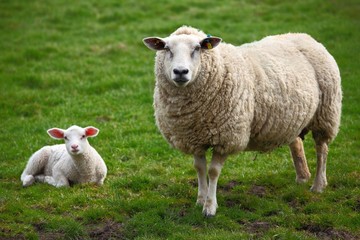 Ein Schaf und ein Lamm