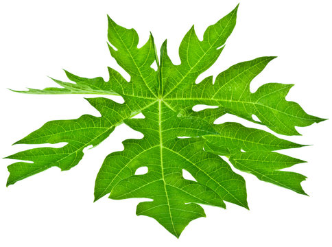 feuille de papayer