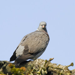 Pigeon ramier - Wood Pigeon (columba palumbus)