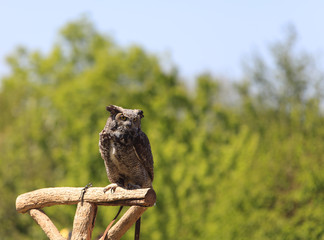 Owl