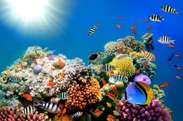 Heldere verven van koraalriffen