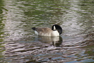 Summer Lake Reflections: Canada Goose