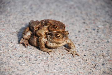 Two mating toads