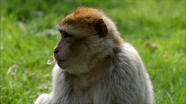 Berberaffe