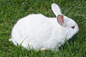 Side view of white bunny