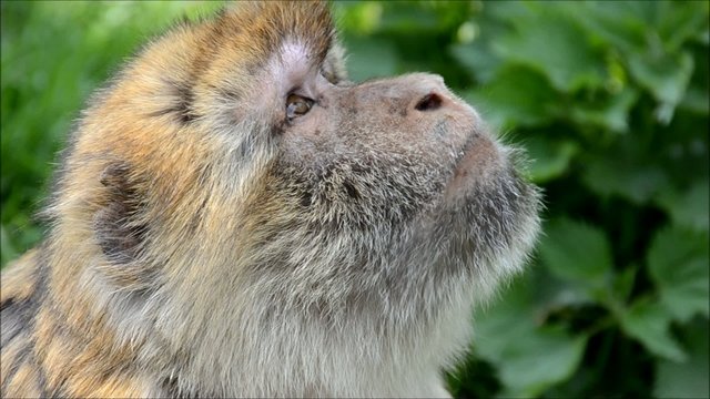 Berberaffe