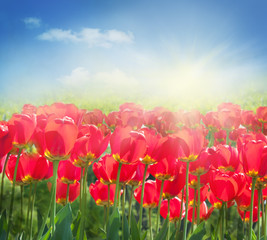 Fototapeta premium Tulip field