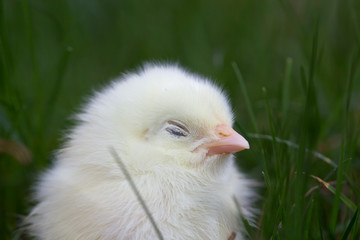 little chicken in a grass