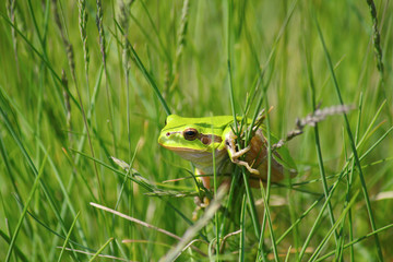 green tree frog