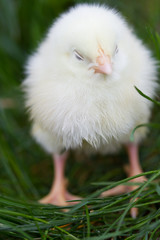 little chicken in a grass