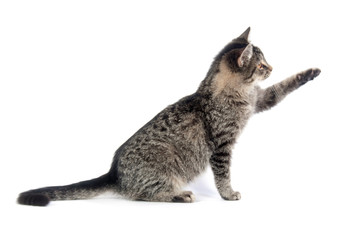 Cute tabby kitten on white