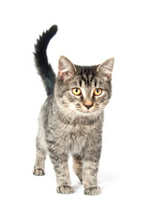 Cute tabby cat on white background