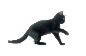 Black kitten playing