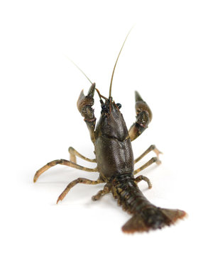 Crayfish on white background