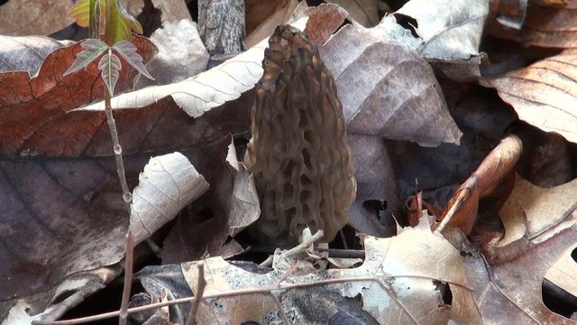 Black morel mushroom hidden in a pile of leaves.