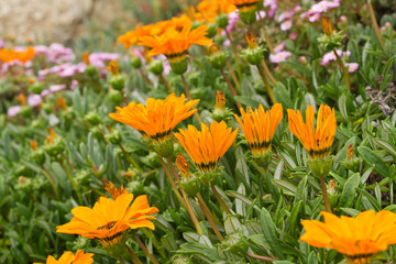 petite fleurs de printemps