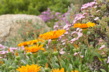 petites fleurs de printemps en corse