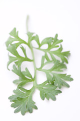 Wermut (Artemisia absinthum) auf weißem Hintergrund