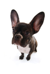 Französische Bulldogge