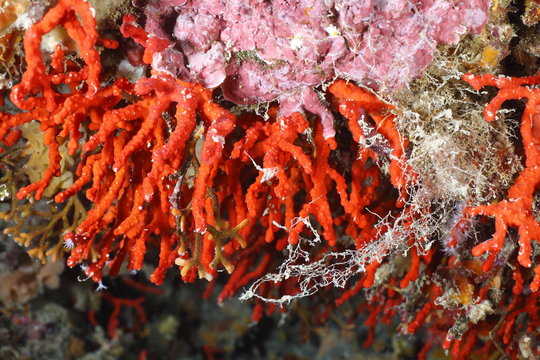 corallo rosso