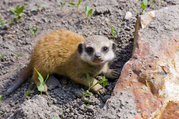 Fototapeta premium Baby meerkat (Suricata suricatta)