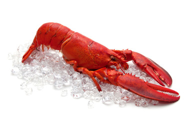 lobster on Ice isolated on a white background
