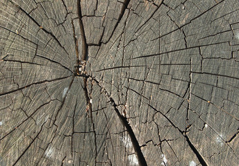 cracked old wood stump