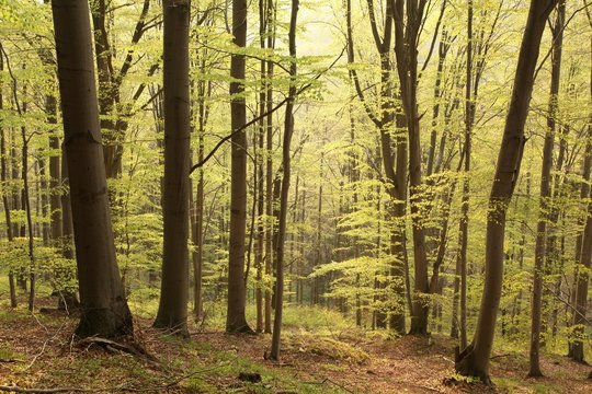 Majestic beech forest in a nature reserve in the spring morning