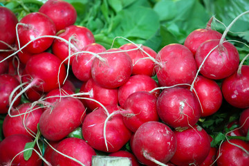 Radish