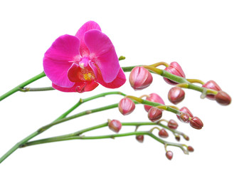 Fototapeta na wymiar Orchid. Kwiaty i pąki kwiatowe zbliżenie na białym tle.