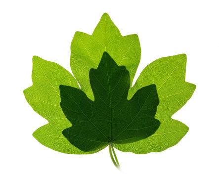 two young leaves