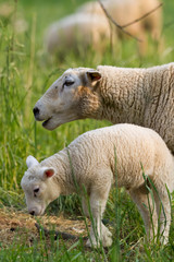 Obraz premium Hausschaf ,Ovis orientalis aries