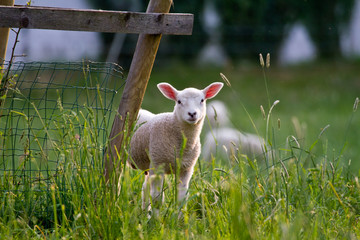 Osterlamm
