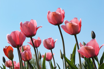 Tulpen im Gegenlicht vor blauem Himmel