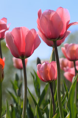 Tulpen im Gegenlicht vor blauem Himmel