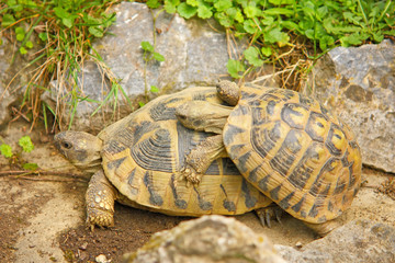Two turtles