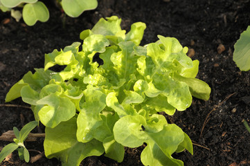 Grüner junger Salat auf dem Feld