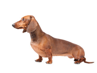 Dachshund Dog isolated over white background