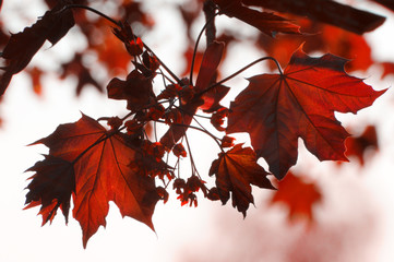 Blutahornblätter im Gegenlicht