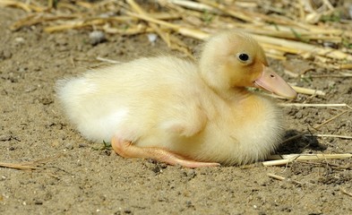 Duckling