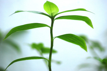 PLANTA DE INTERIOR, CRECER