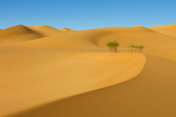 Fototapeta na wymiar Beautiful Dune - Awbari Sand Sea, Sahara Desert, Libya