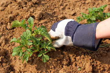 Plantation de pomme de terre