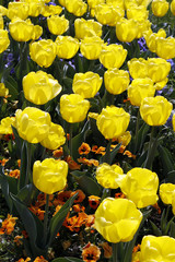 Blumenwiese