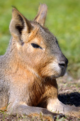 Naklejka na ściany i meble Patagonian Hare