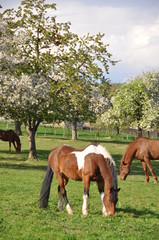 Obraz premium Cheval