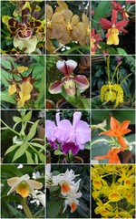 Fototapeta Storczyki i orchidee obraz