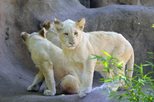 White lion cubs