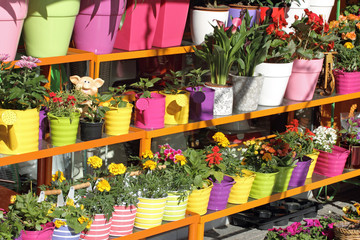 Flower shop outdoor stand with colorful flower pots - 31891450