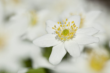 Wood anemone, macro photo